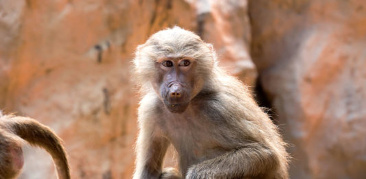 zoo monkey sitting and observing CRISPR