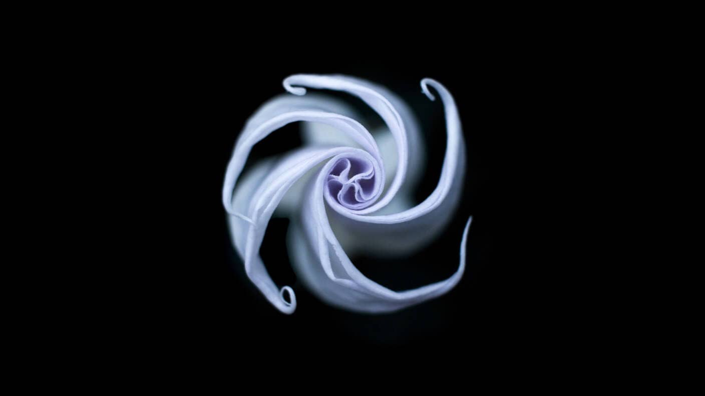 tech stories white flower spiral black background