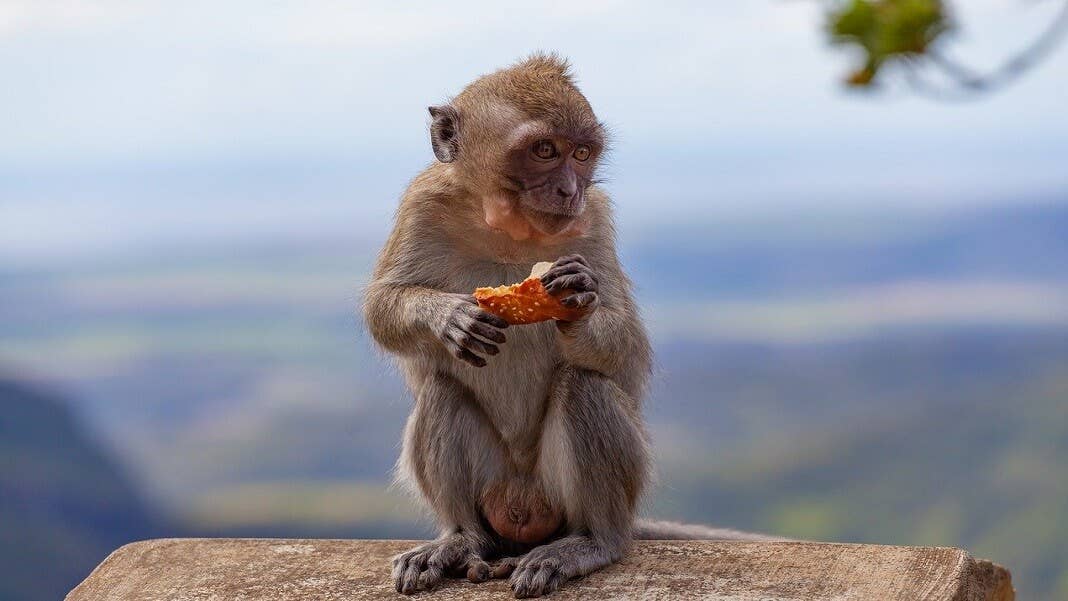 monkeys neuromodulation ultrasound