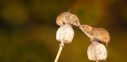 mice smell nose scent incept two brown mice