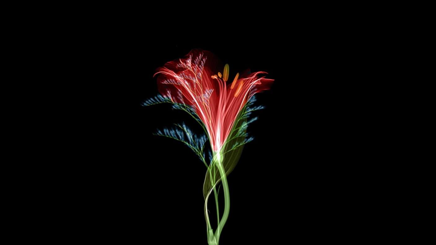 tech stories red green flower black background