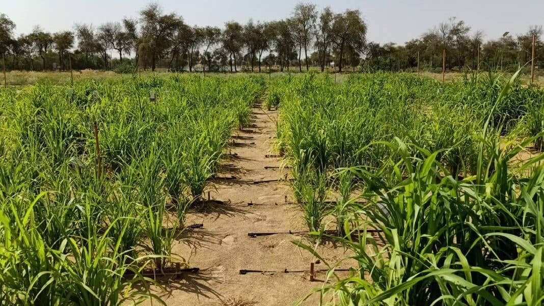crops in the desert green plants food