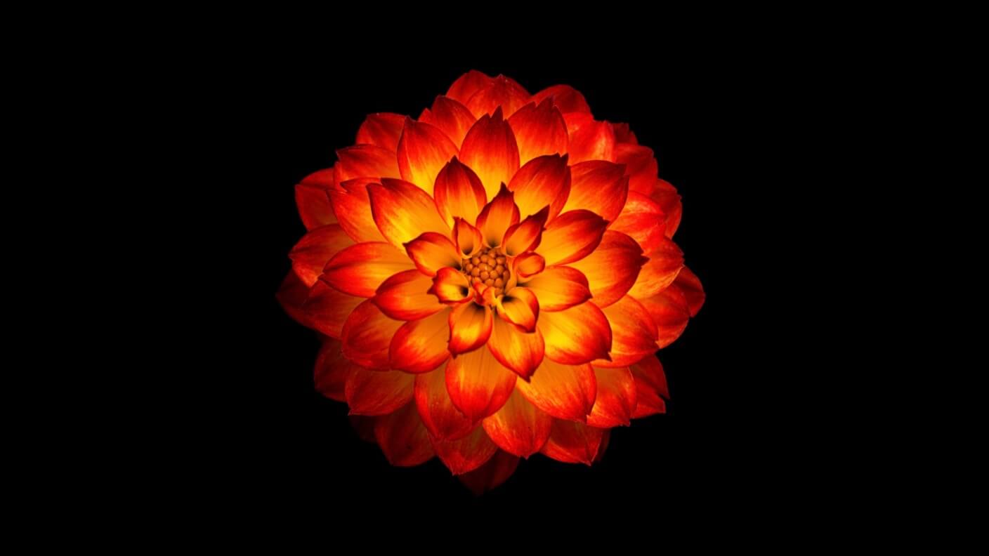 virtual reality augmented reality red orange dahlia black background