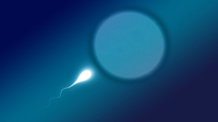 sperm and egg reproduction babies