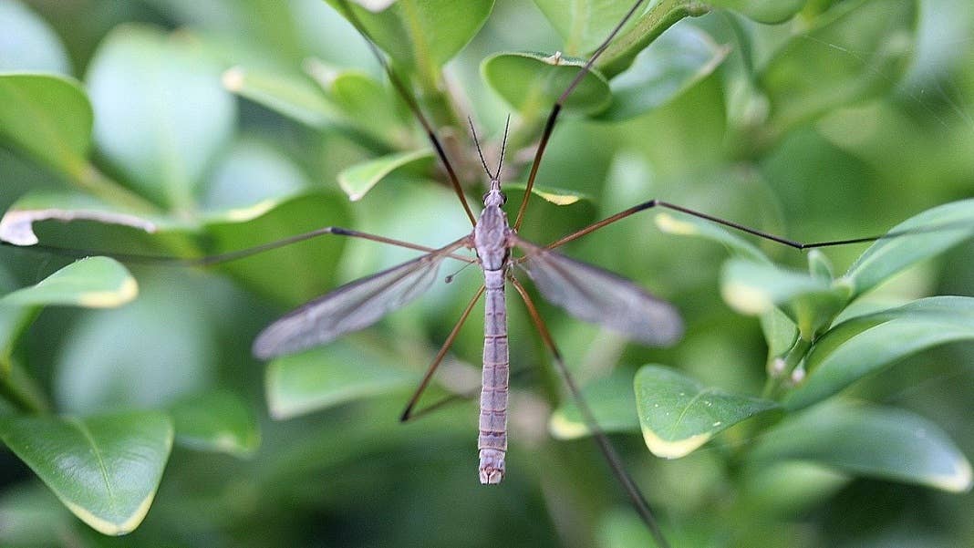 genetic engineering mosquitoes
