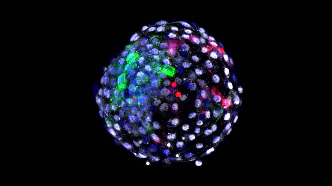 hybrid embryo monkey human chimera