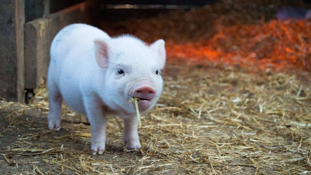 human-animal chimera piglet hybrid muscle