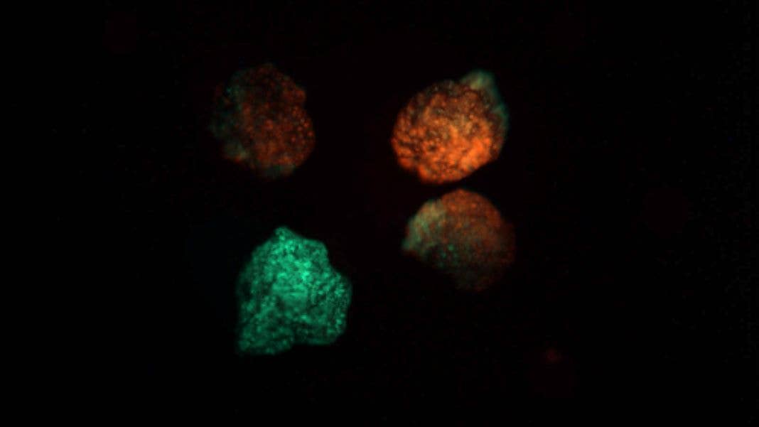 xenobots living robots