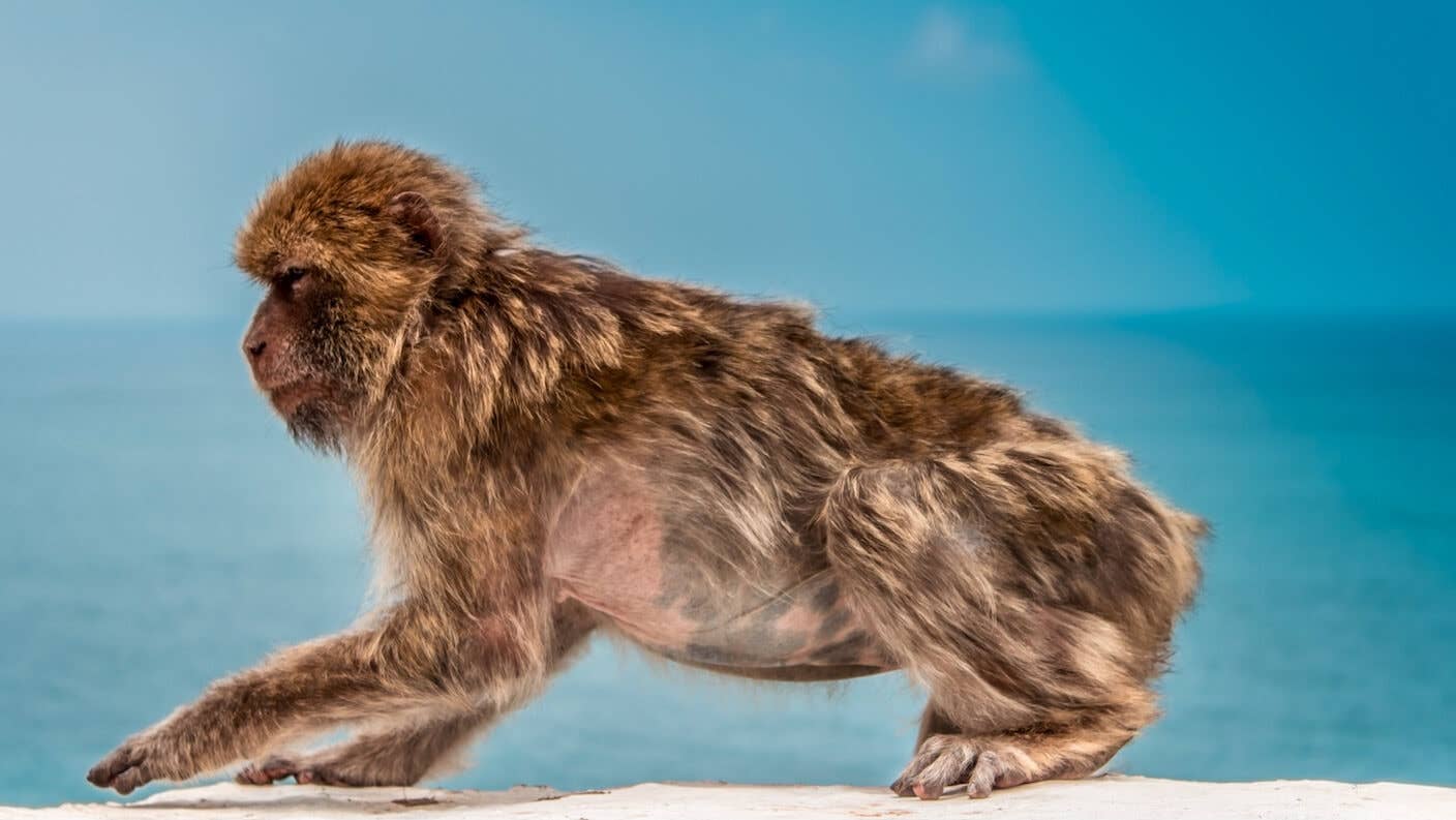 human evolution monkey ocean background blue sky