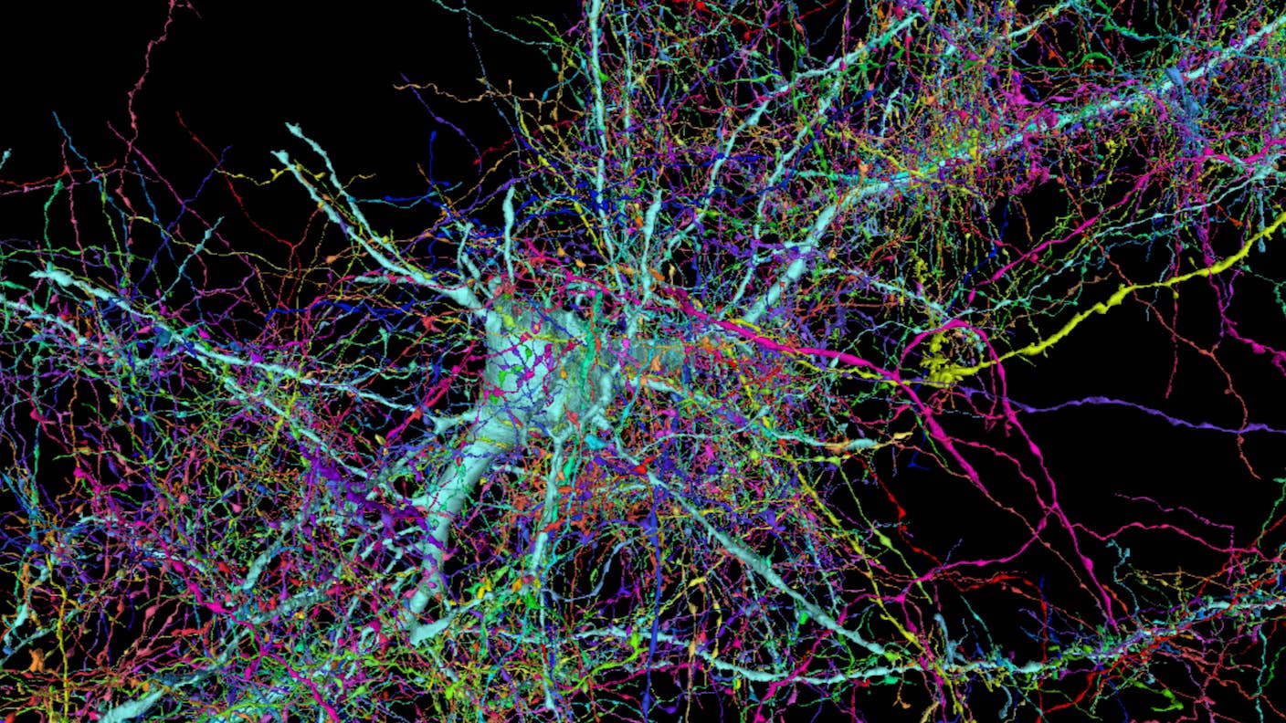 Google and Harvard Unveil the Largest High-Resolution Map of the Brain Yet