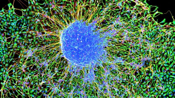 harvard mouse embryo study longevity and agingmarmoset embryonic stem cells nih