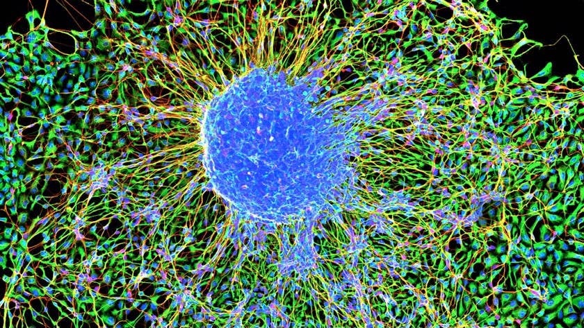 harvard mouse embryo study longevity and agingmarmoset embryonic stem cells nih