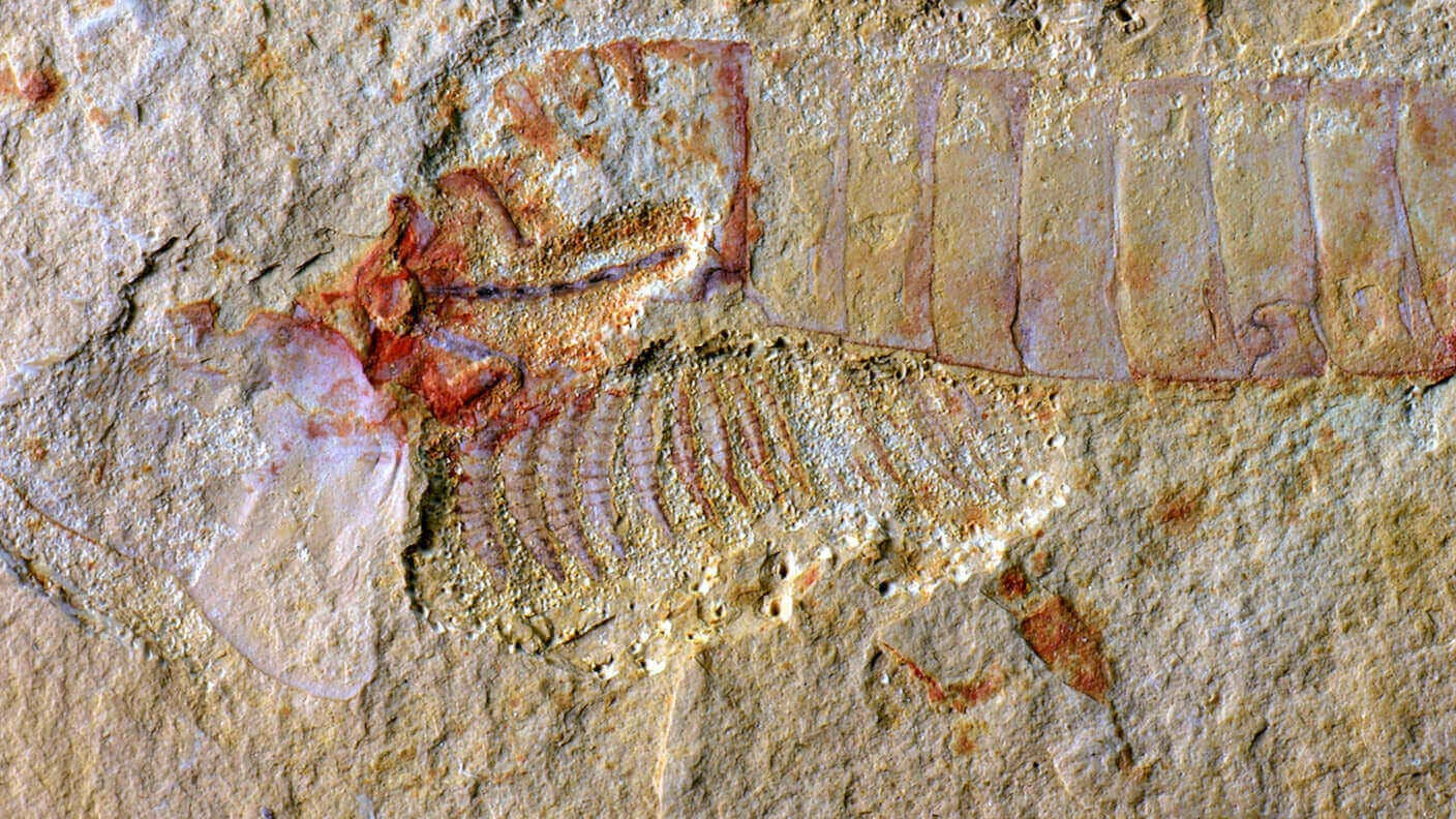 ancient fossilized brain preserved as fossil