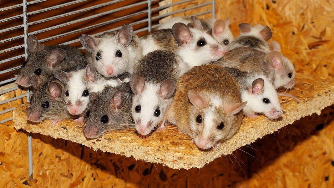 in vitro gametogenesis mice artificial egg ovary cell