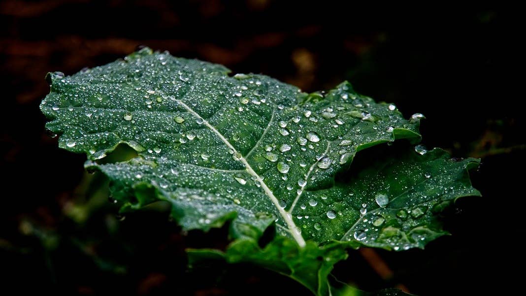 plant leaf vaccine molecular farming