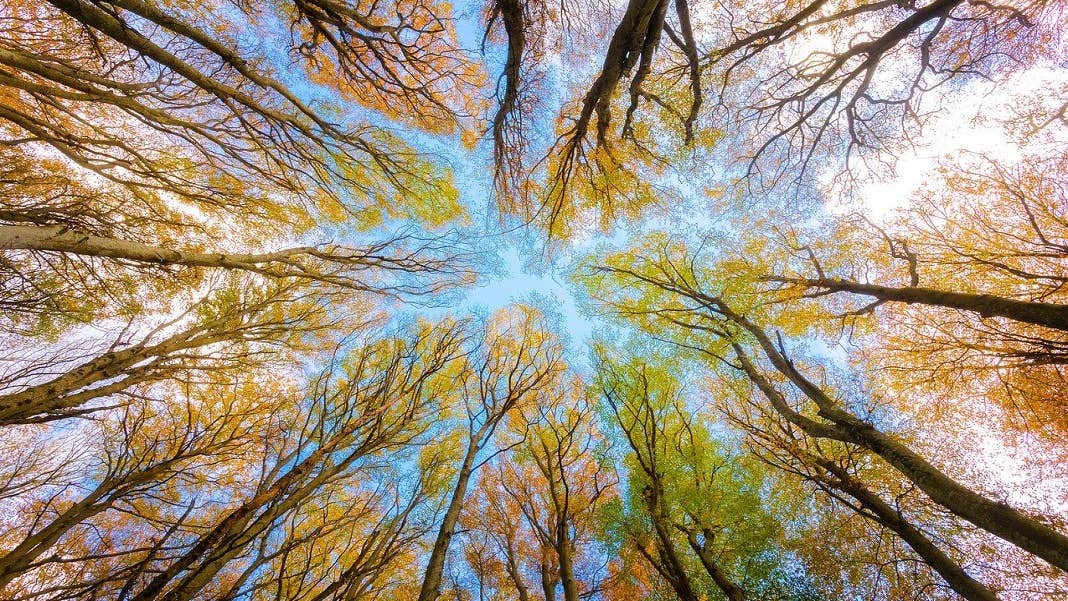 hydrogen economy renewable energy trees