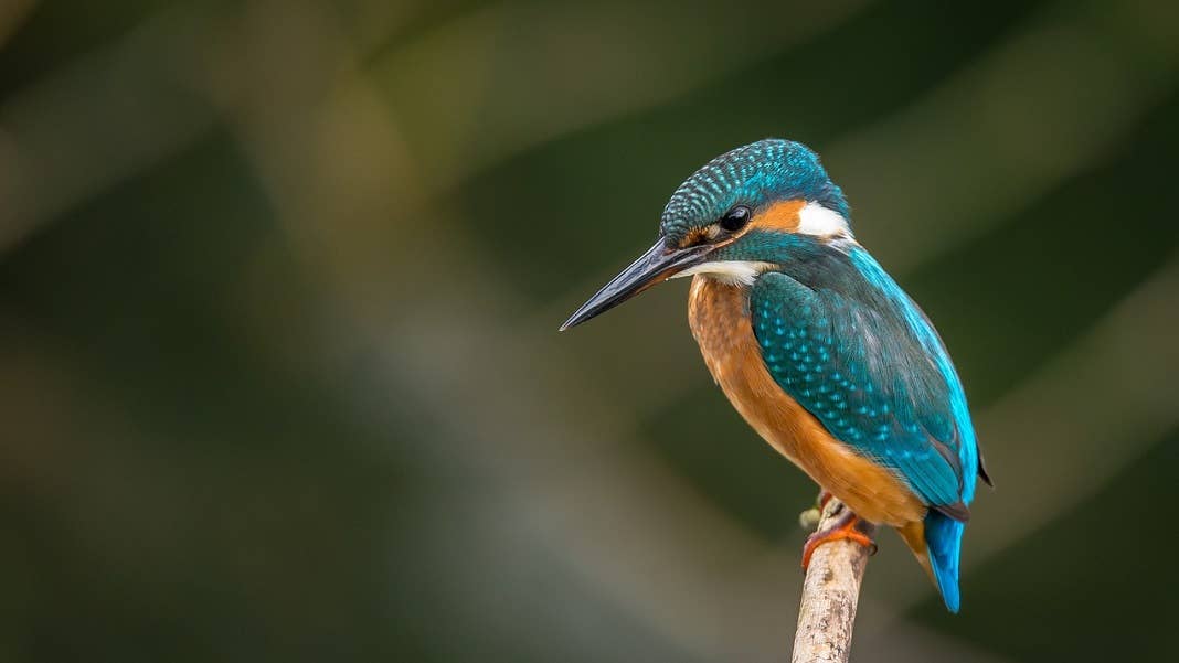 animals birds climate change bird on branch
