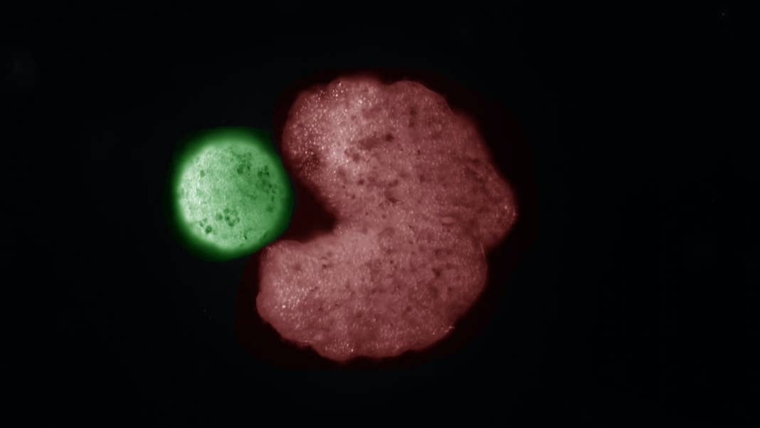 self-replicating parent xenobot and offspring xenobot