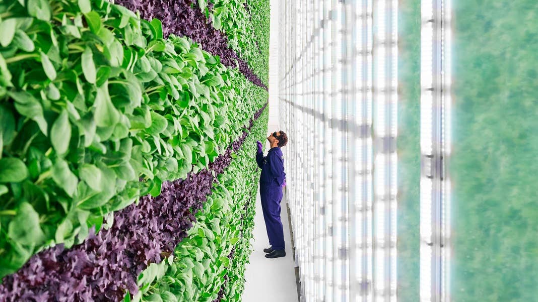 Walmart Plenty vertical farm