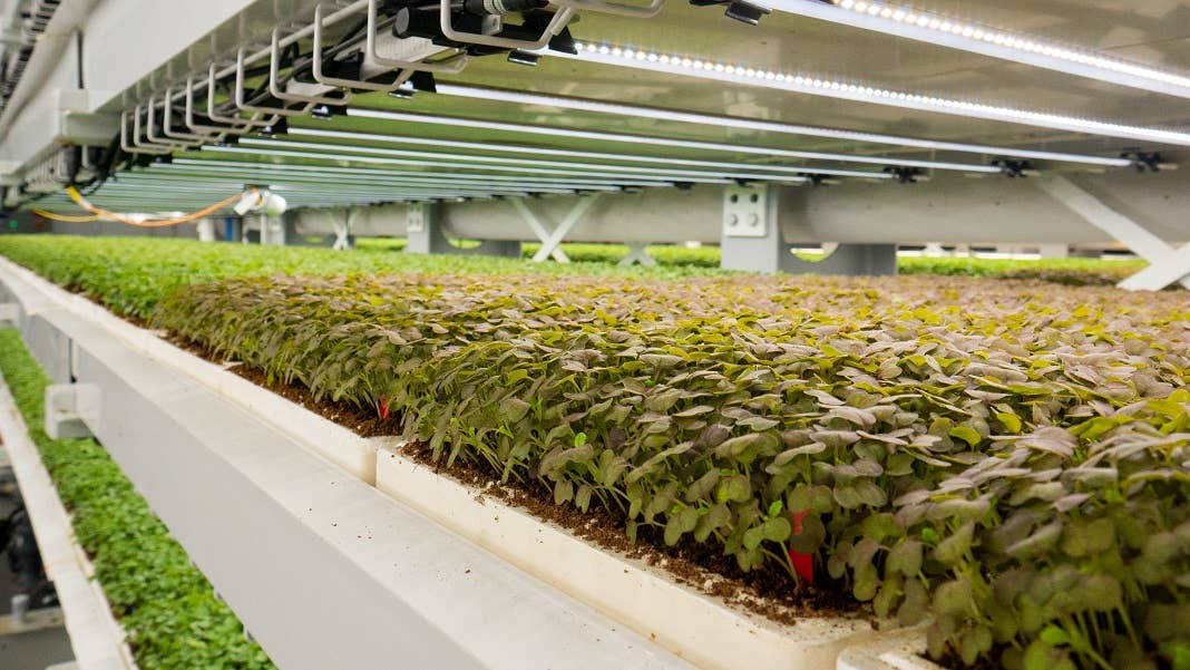 vertical farm crops plants