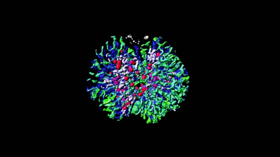 artificial kidneys tissue organoids