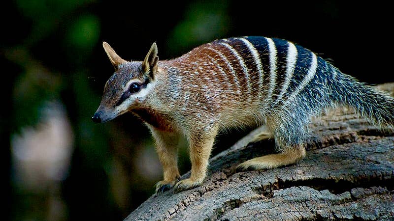 deextinction thylacine tasmanian tiger numbat genome