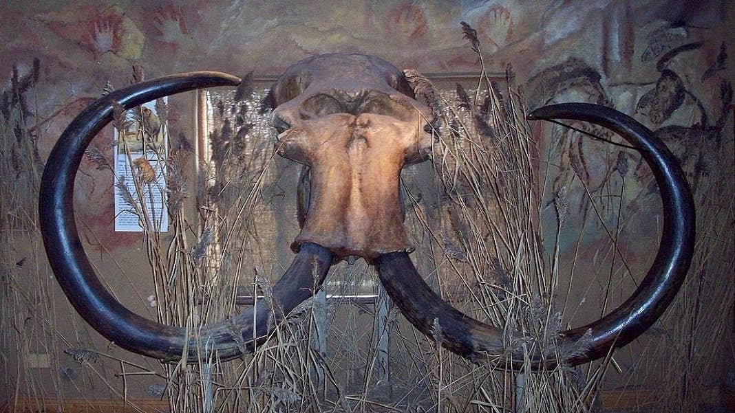 woolly mammoth tusks de-extinction species genetics