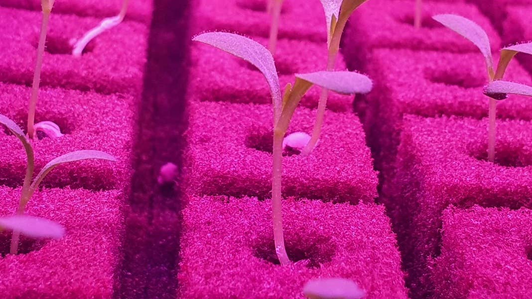 vertical farm seedlings plants