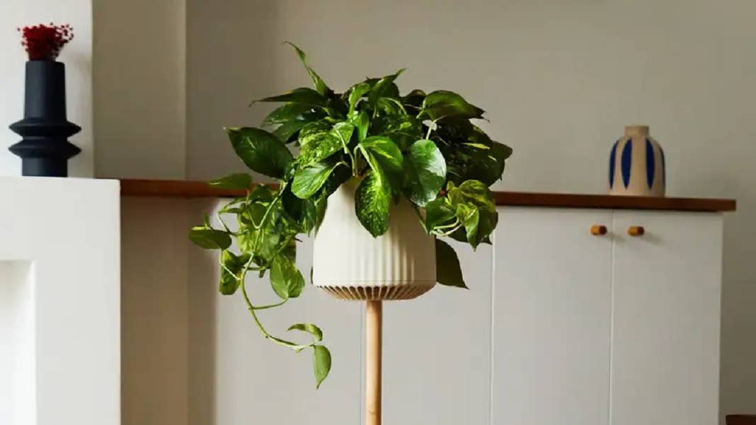 genetic engineered plant Neoplants pothos