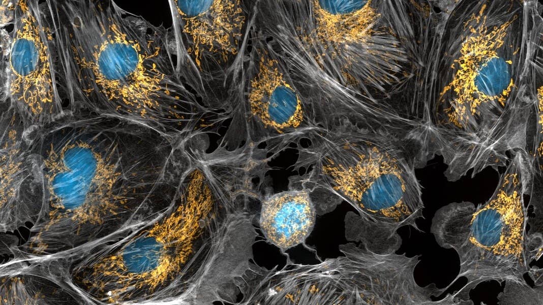Cell Building Understanding the Cell: The Elementary Building Block From Which Life ...