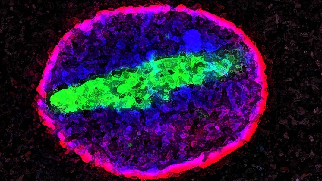 cell biotechnology trends human cells aging