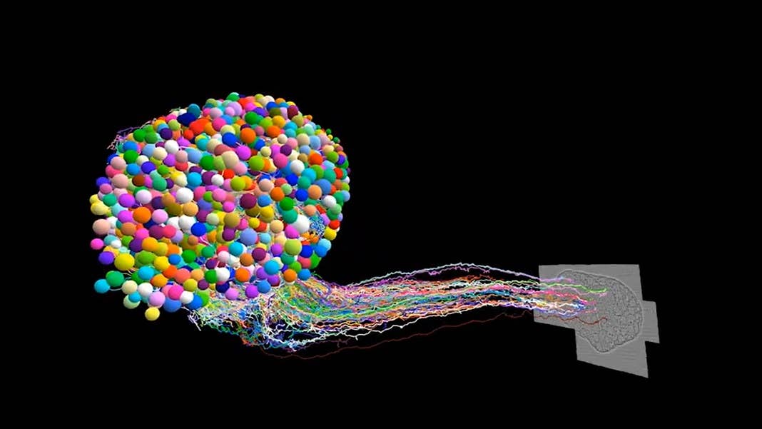 fruit fly brain map neurons synapses connectome