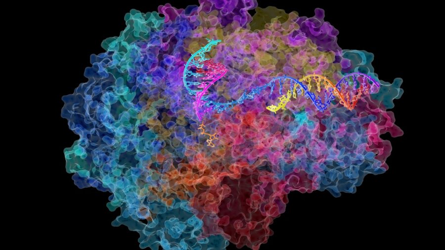 transcription of DNA into messenger RNA, the molecule that in turn dictates the order of amino acids in proteins