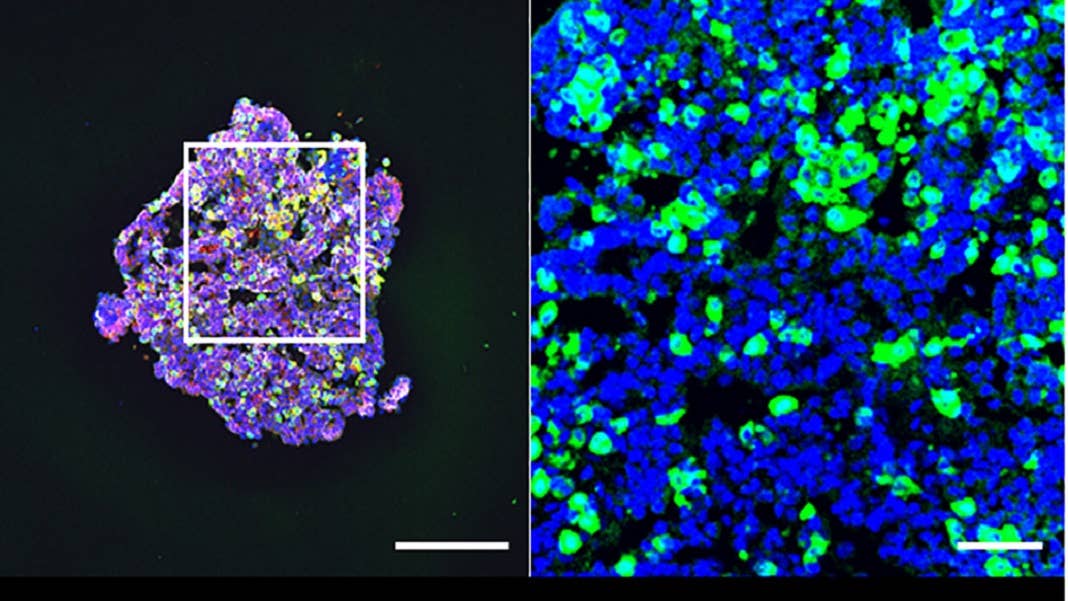 mini-brains produce hormones pituitary gland
