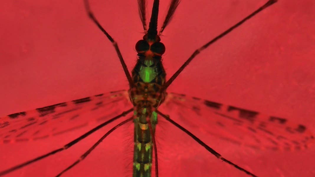 mosquito CRISPR malaria genetics
