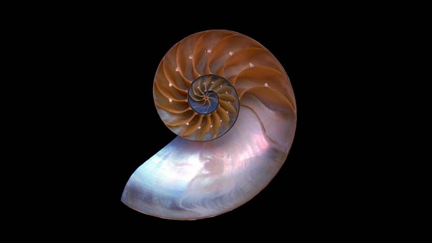 mathematics arithmetic biological origin nautilus shell golden ratio