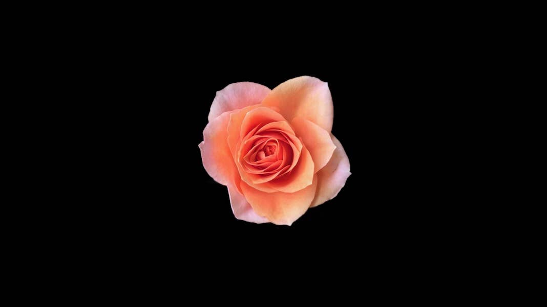 evolution flowering plants dinosaur extinction blooming rose black background