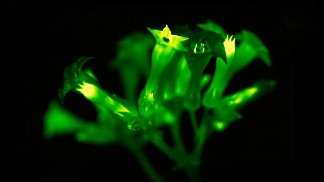 same genetic code in fireflies and tobacco plants Bioluminescent Are Now Even Brighter: Light Bio to Begin Selling Firefly Petunias to Consumers with USDA Approval Glowing Plants' Project Spotlights Concerns