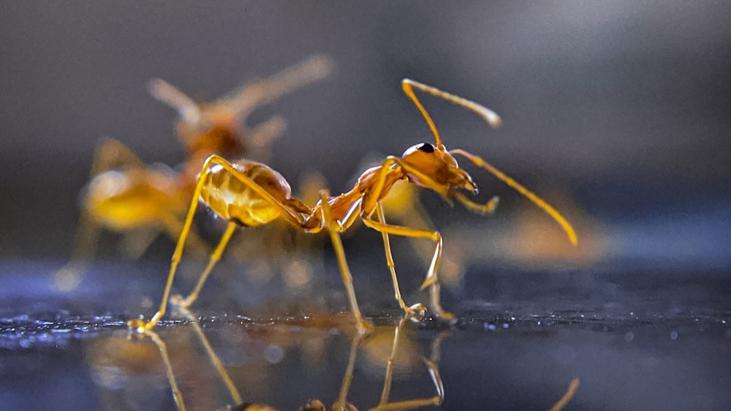 Ant on Water