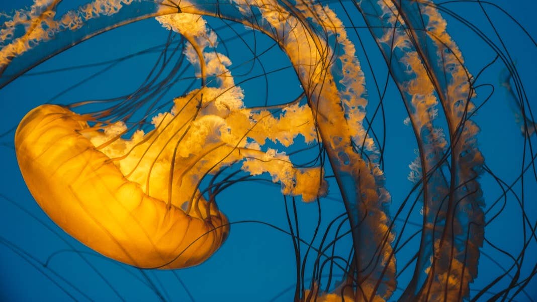 brains learning jelly fish yellow blue ocean water