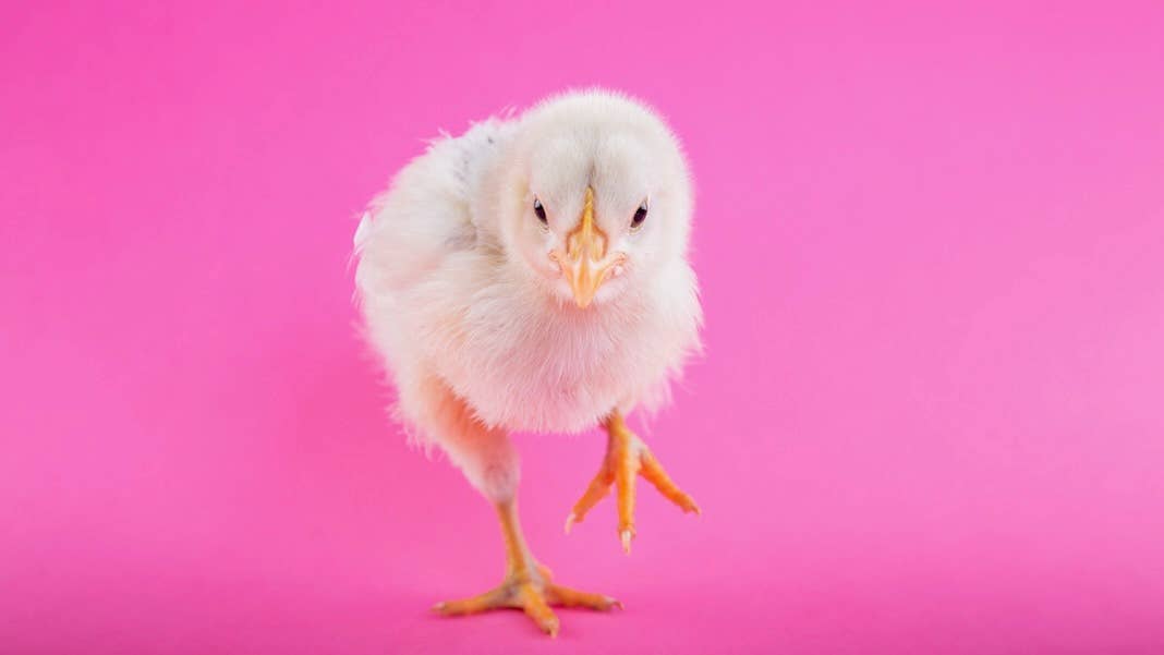 gene edited crispr chickens resistant to bird flu