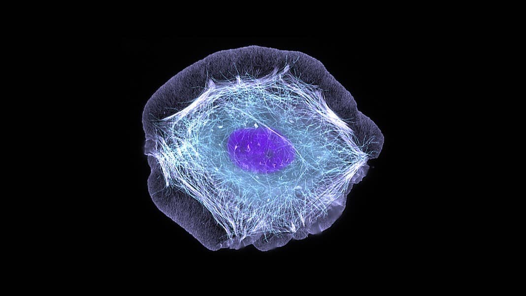 3d bioprinted skin cells