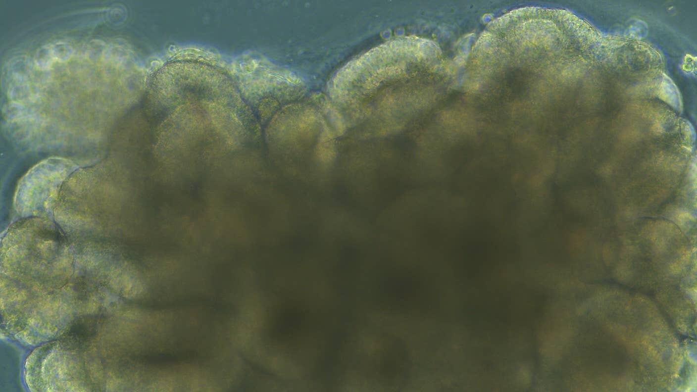 hybrid biocomputer AI brain organoids