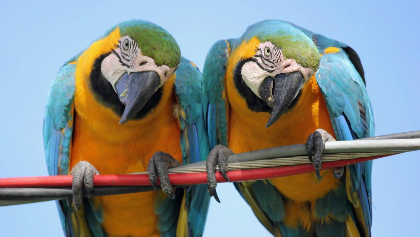 google deepmind ai quickly learns to mimic humans