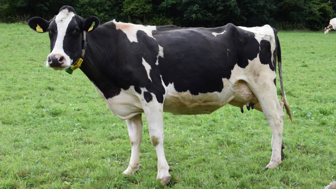 Tufts researchers aim to reduce the production costs of lab-grown cultured meat.