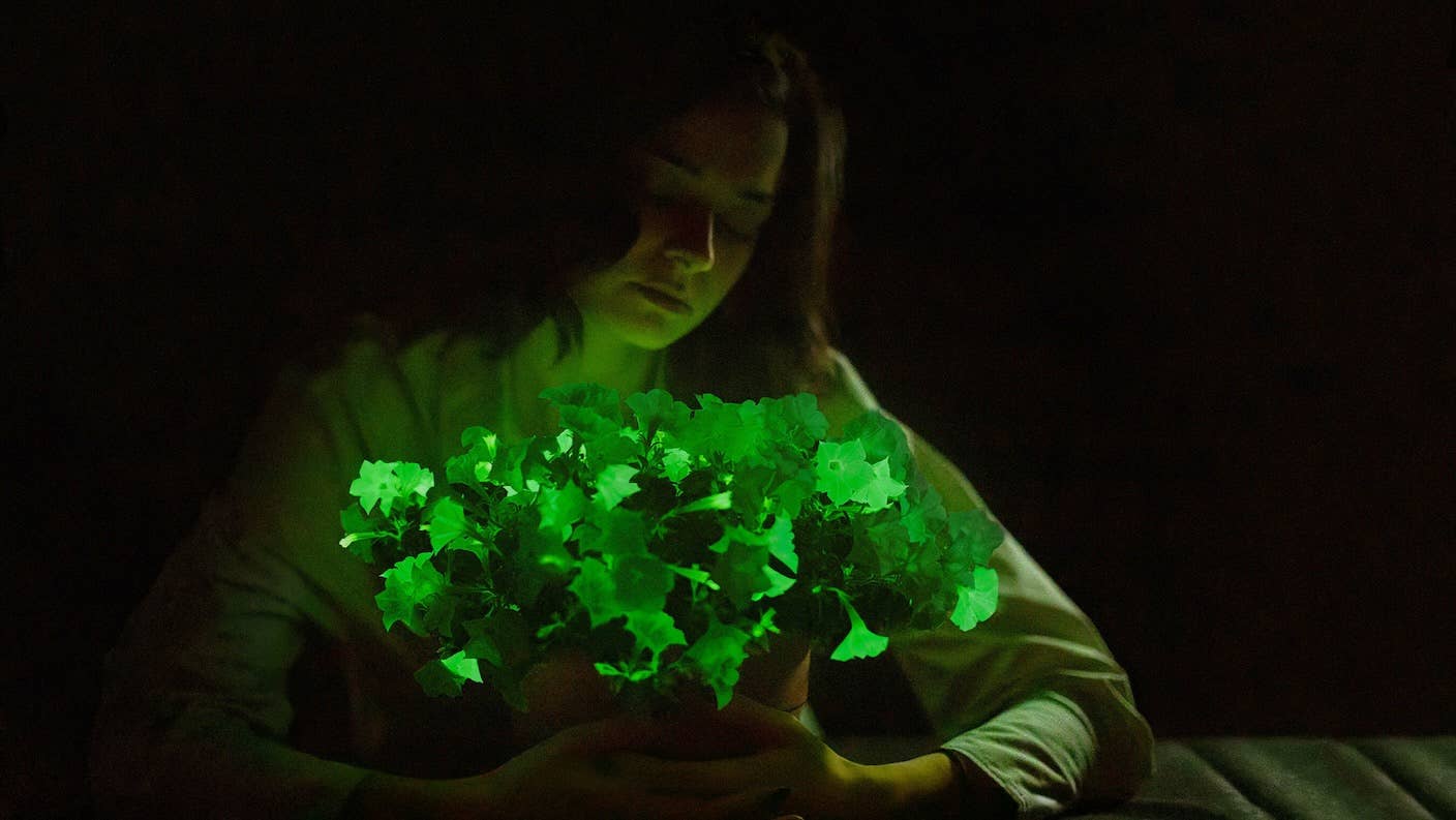 genetically modified glow-in-the-dark petunias