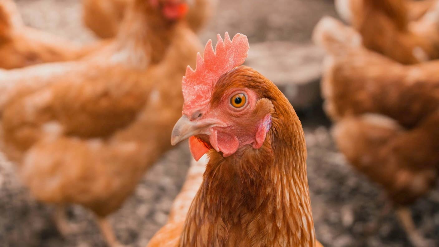 ai chicken communication animal-human interaction