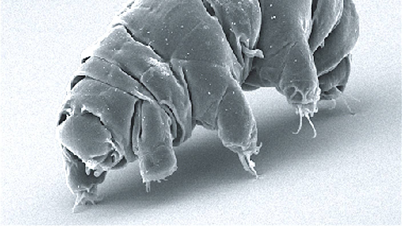 tardigrades on the moon beresheet lunar lander
