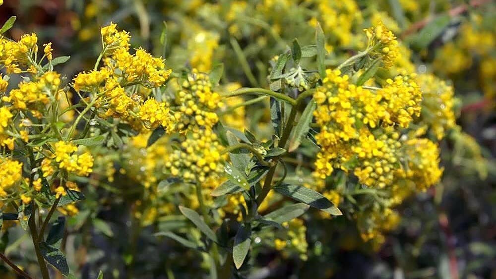 ARPA-E is putting up $10 million in funding to investigate plants that can mine metals through their roots