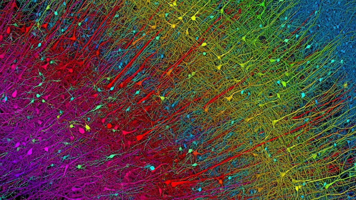 Google and Harvard Map a Tiny Piece of the Human Brain With Extreme ...